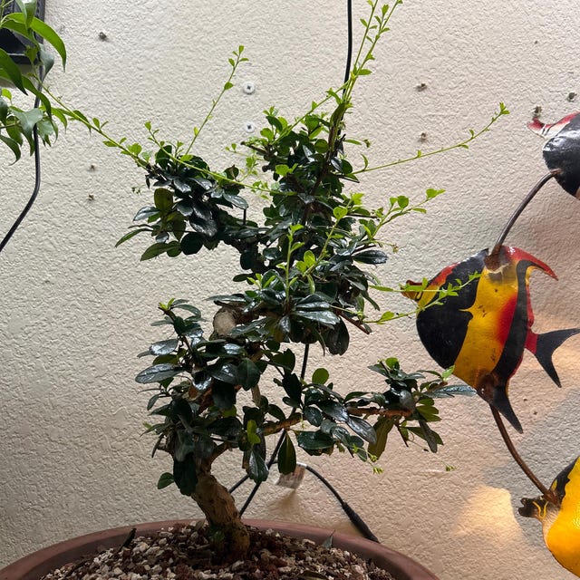 Fukien Tea Bonsai Tree: S-shaped Indoor Garden - Etsy