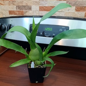 Carmen added a photo of their purchase