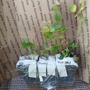 Franchesca added a photo of their purchase