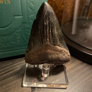 Lot of 3 Fossil Great White Shark Teeth. Prehistoric Tooth - Etsy