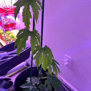 ShinePlants added a photo of their purchase