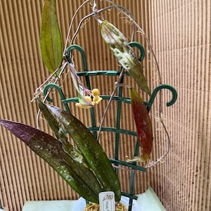 Michelle added a photo of their purchase