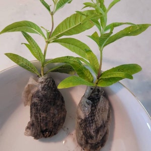 Regina ha añadido una foto de su compra