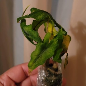 C a ajouté une photo de son achat