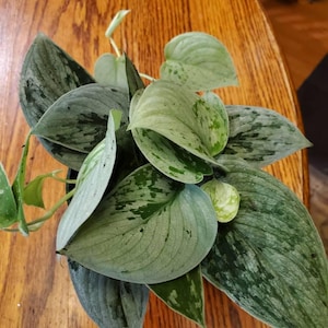 Shirley added a photo of their purchase