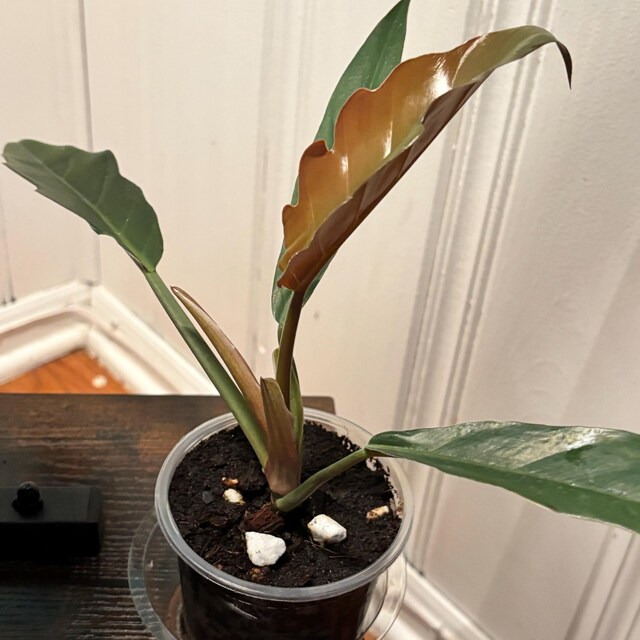 air purifying plants philodendron Philodendron Collection  4 Exclusive Varieties in 2-Inch Pots | Easy-Care  Indoor Plants