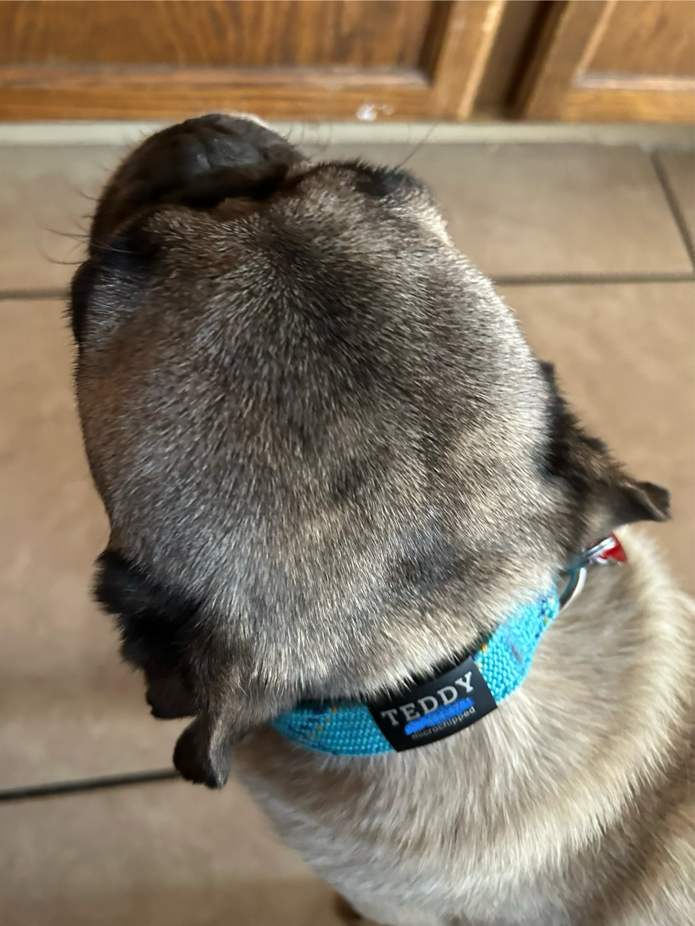 Custom Durable Slide Pet ID Tag🐶🐱,Personalized Name Silicone Dog Tag, Gift for Dog Owner