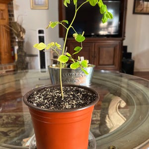Helendra added a photo of their purchase