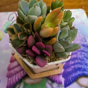 Jamie added a photo of their purchase