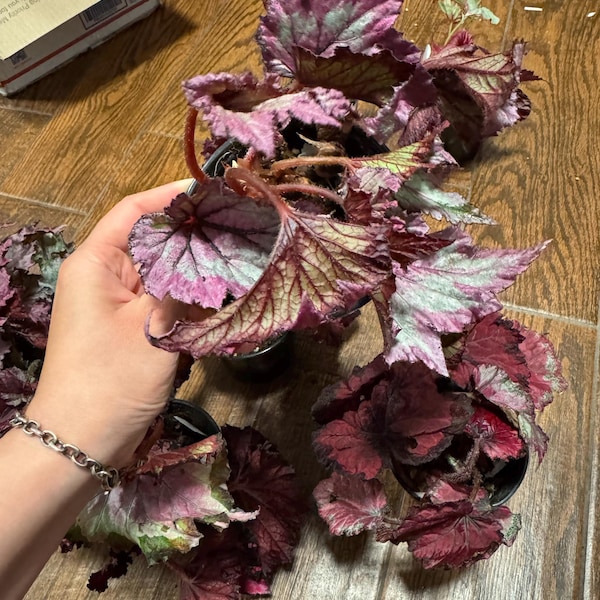 Peperomia 'ruby Ripple' - Etsy