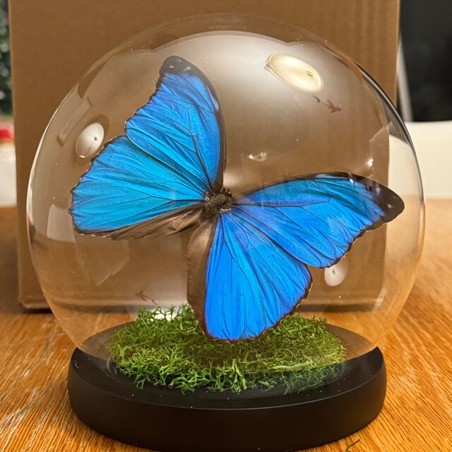 ガラスドームに保存された青いモルフォ蝶メネラウス - Etsy 日本