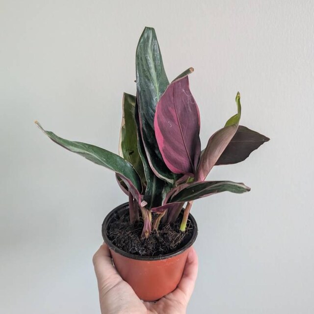Stromanthe Triostar - Magenta - Prayer Plant- Sanguinea - Pink