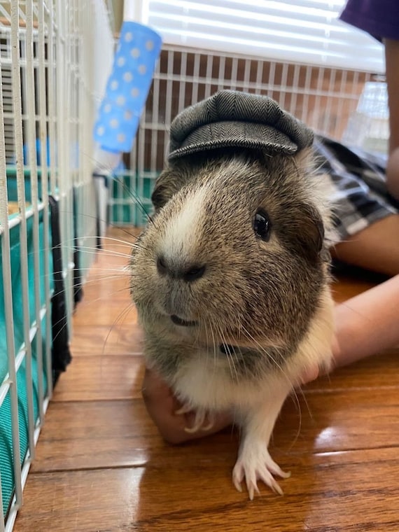 Customer photo of a pet with the Newspaper Boy Hat  for small pet Hedgehog Vogue