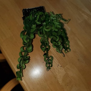 Sarah added a photo of their purchase