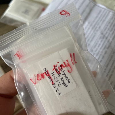 10 Seeds Echeveria Strictiflora V. Nova Seed Rare Succulent - Etsy