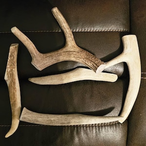 Laurie added a photo of their purchase