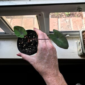 Cally ha añadido una foto de su compra