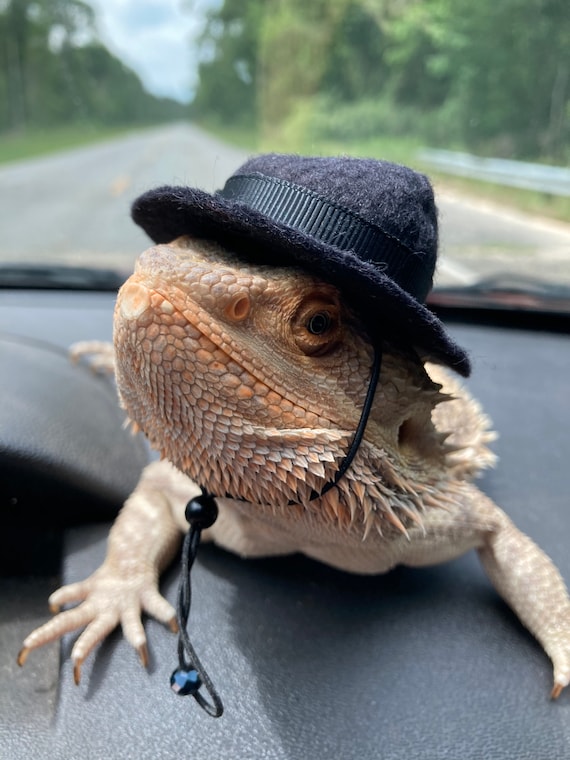 Customer photo of a pet with the Fedora  Hat  for small pet Hedgehog Vogue