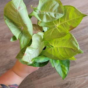 Rebekah hat ein Foto des gekauften Artikels hinzugefügt