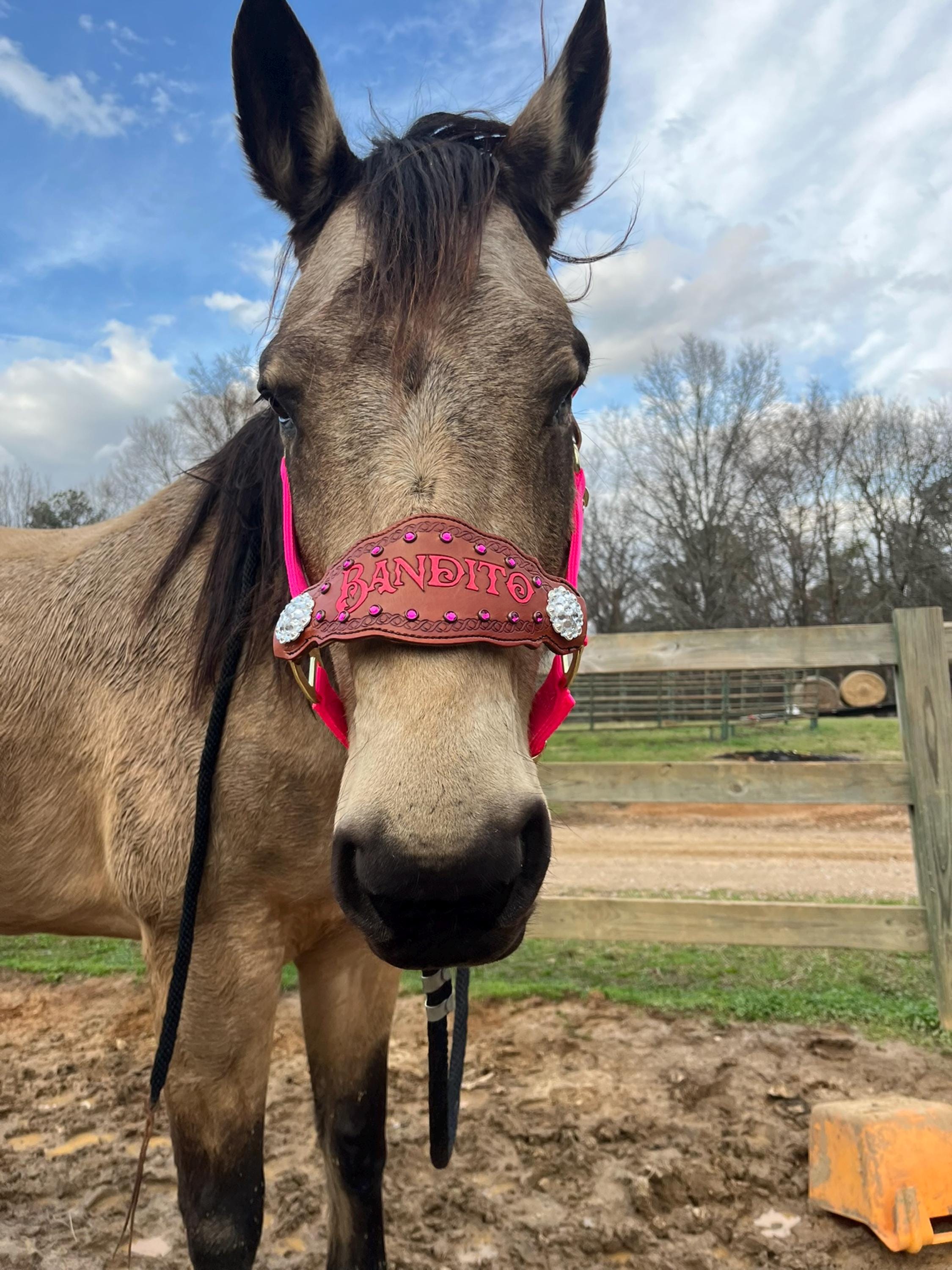 Custom Nylon Bronc Halter - Stronger Design Than Tab Style Leather Noseband