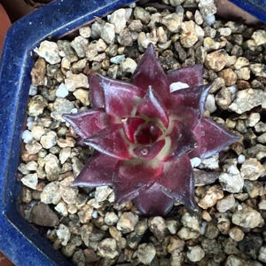 Litas added a photo of their purchase