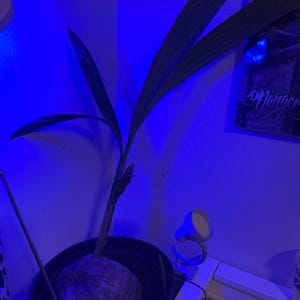 Alicia hat ein Foto des gekauften Artikels hinzugefügt