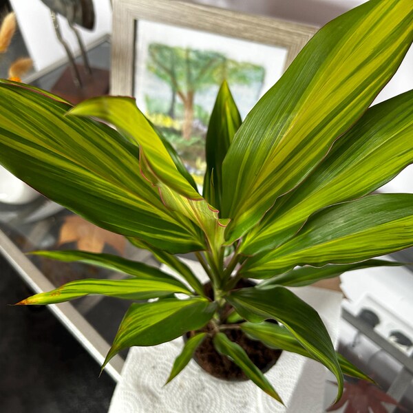 Cordyline 'Kiwi' – pianta decorativa da interno con foglie di 3 colori – Secret Garden Plant Shop