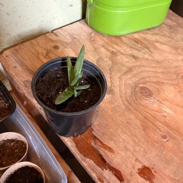 LIVE verwurzelte Aloe 'Black Gem', Alwertia, Aloe-Vera-Pflanze, Sukkulente  - Etsy.de