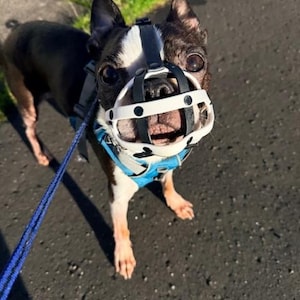 L&J Pets Uk Metalen muilkorf voor Franse bulldog, mand voor Frenchies sterke metalen muilkorf