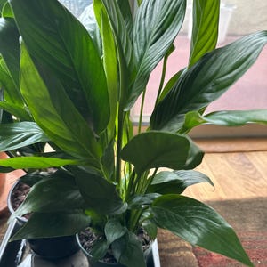 Devereaux added a photo of their purchase