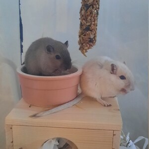 Roxy added a photo of their purchase