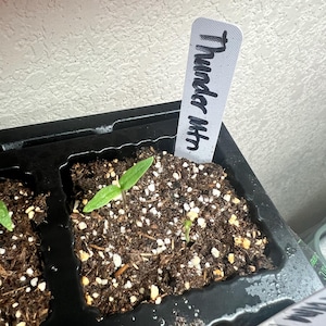 ShinePlants added a photo of their purchase