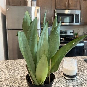 Anthony added a photo of their purchase