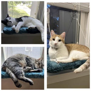 Cat added a photo of their purchase