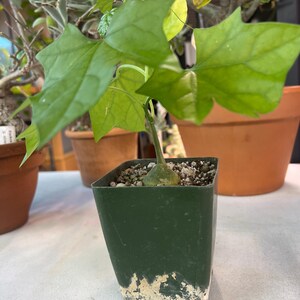 The Bigfoot | Gerrardanthus Macrorhizus | Caudex Plant in 4