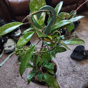 Elizabeth added a photo of their purchase