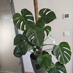 Claudia heeft een foto van de aankoop toegevoegd