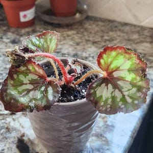 RARE Rex Begonia 'harmony's Paparazzi' Pink Swirl Live House