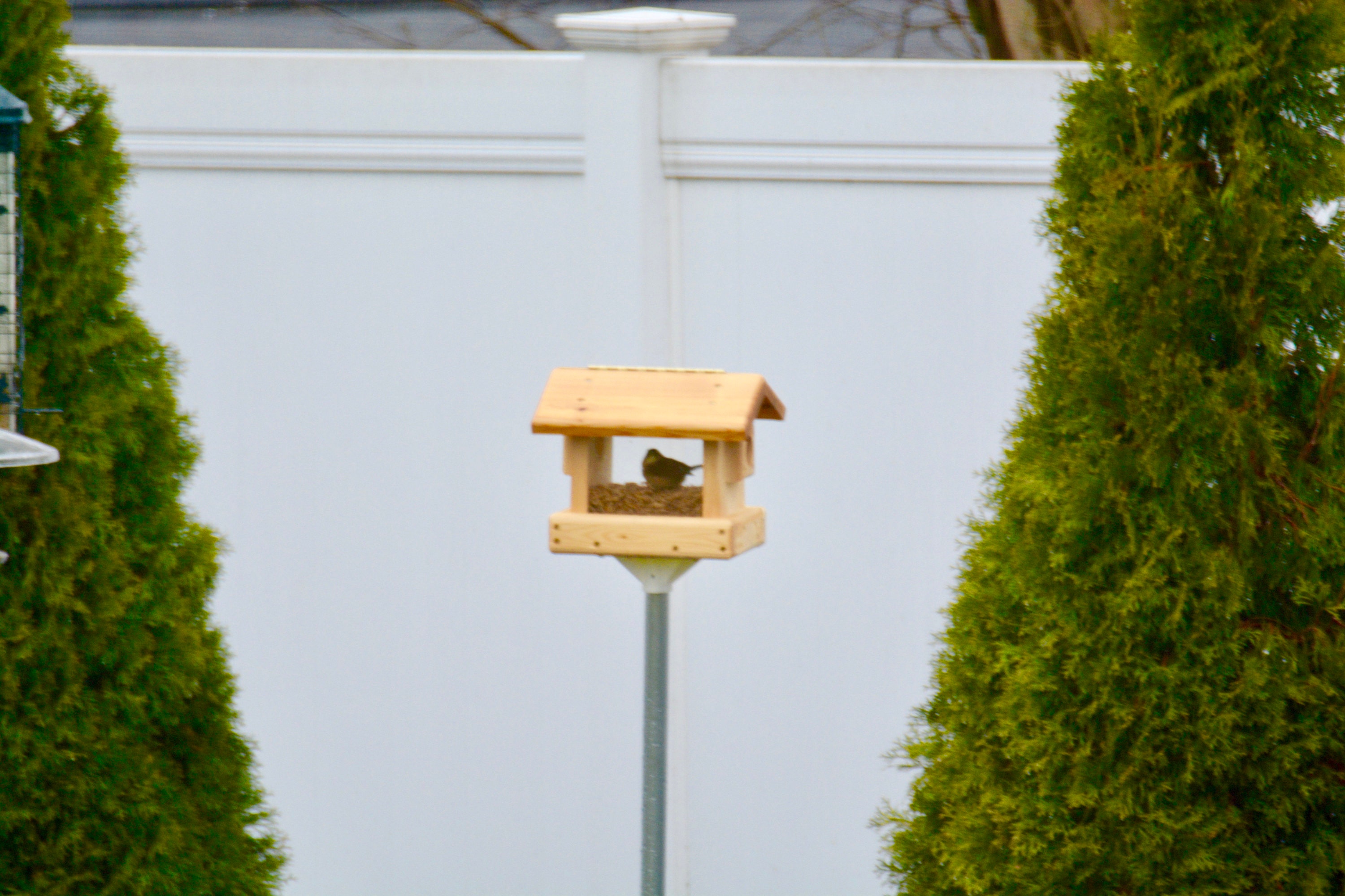 Blue Bird Feeder , Hanging or Pole Mount  Blue Bird Feeder