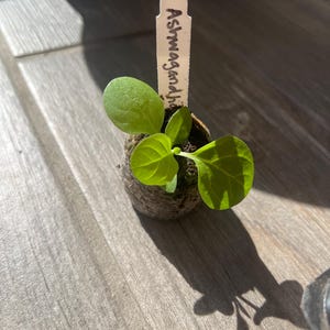 35x Ananaskirsch SunFruit Samen – Physalis Pruinosa Zum Selbstanbau