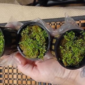Alexandra added a photo of their purchase