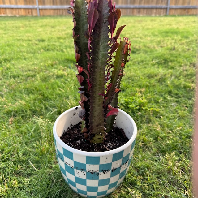 Euphorbia Trigona CV. Royal Red Rubra Cactus Rare Succulent Live Cacti  Plant - Etsy
