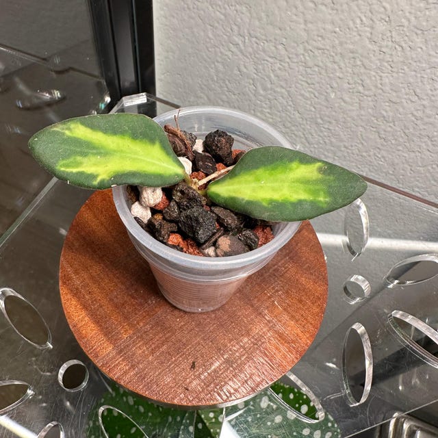 Hoya Kalimantan Mini Coin Splash - NOT Rooted Cutting - Etsy