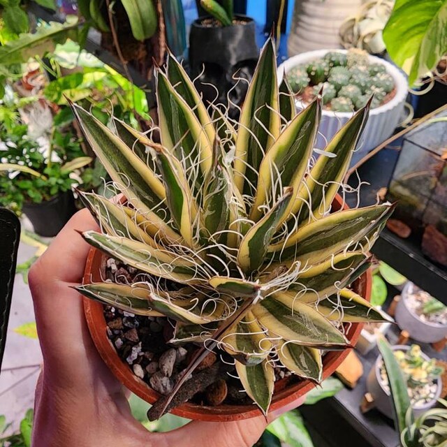 Agave schidigera ' Flush' 17 【公式通販】