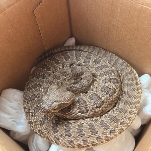 Small Low Coiled Closed Mouth Western Diamondback Rattlesnake - Etsy