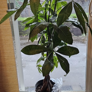 A'yoka ha añadido una foto de su compra