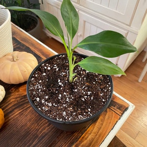 Blue Java Banana Tree Ice Cream Banana Plant Starter Fruit - Etsy