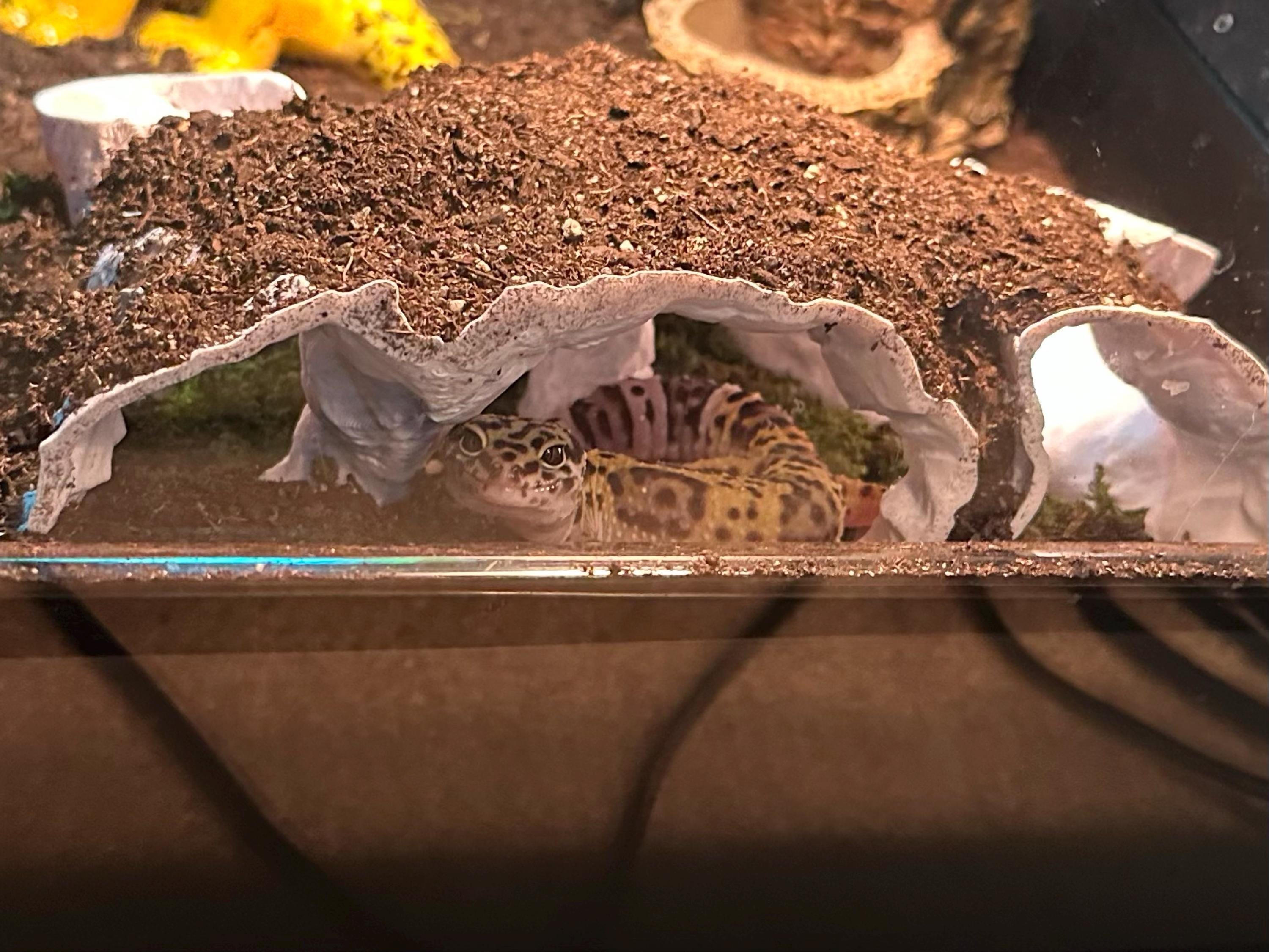 Atlantis Hidden Observation Cave | Aquarium & Terrarium Decor | Natural Hide for Fish, Plecos, Shrimp, Beetles or Reptiles