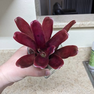 Shalene added a photo of their purchase