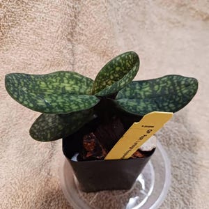 Carol added a photo of their purchase